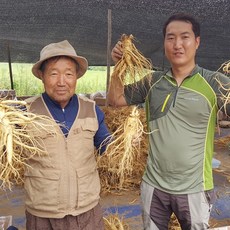 풍기인삼 가정용 수삼 못생겨도 약되는 난발 파삼 600그램 세척/무세척 수삼, 3세트, 홍삼다림용 난발수삼 600g 세척서비스