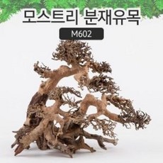 샘아쿠아 모스트리 분재유목(L) [ M602 ] - 왼쪽용 모스 활착 유목 수초