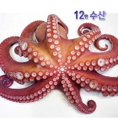 통영 국내산 생물 자숙 돌문어, 1kg (2~3미 생물 1.3kg 기준), 1팩