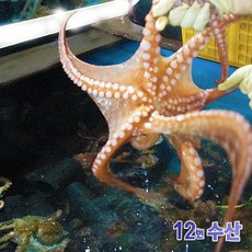 통영12번수산 통영 자연산 돌문어 문어, 900g~1kg, 1봉