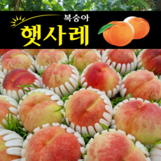복숭아 햇사레복숭아 장호원 감곡 백도 황도 맛있는 산지직송 당일수확 말랑이 딱딱이 물복 딱복, 햇사레 복숭아 3kg [백도] 7~10과