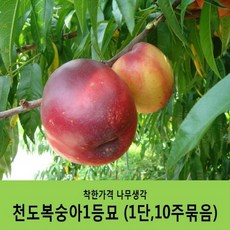 착한가격 나무생각 복숭아묘목 묶음상품, 천도복숭아1등묘(1단10주묶음)