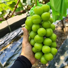 김천샤인머스켓 샤인머스캣 수출용 특상품 4KG, 단품