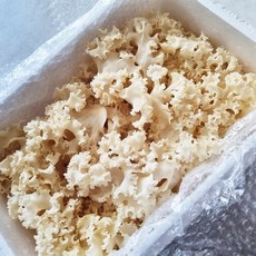 GAP인증 친환경 자연으로만든 꽃송이버섯 500g, 1개