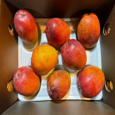 달콤함 향과 맛 제주산 제주직송 최상품 애플망고 가정의달 선물, 왕특대3kg, 1개