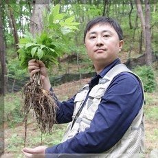 서민갑부 6시내고향 유재덕의 산양삼 산양산삼 장뇌삼 부모님선물 12년근 12년산 10년근 10년산 이상 파삼 어버이날 선물 자연산 자연산삼 야생산삼 야생삼 강원도, 12년산 A+급 2뿌리(총 4뿌리)