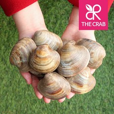 백합조개 백생합 백상합 1kg, 1개, 1kg (20-30마리)