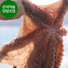 자연산 최상급 여수 돌문어 당일어획 내일도착 2kg (4-6마리)