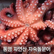국내산 청정해역 자연산 통영 자숙 돌문어 제수용 문어, 자숙 돌문어 900g(제수용한마리)