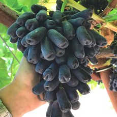 블랙사파이어 포도, 블랙 사파이어 포도 1.0kg (1팩), 1개