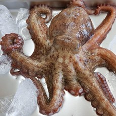 통영애찬 복날맞이보양특가 통영돌문어1kg(2~5마리), 돌문어1마리(1kg~1.3kg), 1, 1마리