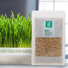 국산 새싹보리씨앗 1kg (500g x 2봉) 지퍼백 소포장 l 컽보리 보리새싹 키우기, 2개