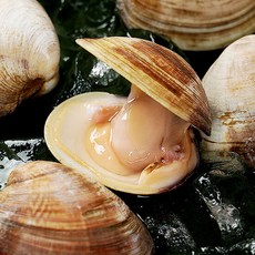 백합조개 3kg 소사이즈, 1개