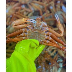 선주직송 홍게 연지 생물 자숙 포항 구룡포 후포, 3.후포명품홍게 A급 1kg 2~3미 내외