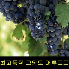 고씨네 특급 머루포도 1kg 포도 가지포도 포도종류, 1개, 본상품선택