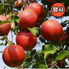 경북 달콤한 홍옥 감홍 황옥 애기 흠과 기스 상품 사과 5kg 10kg, 10kg 대 (25-28과내외), 1개