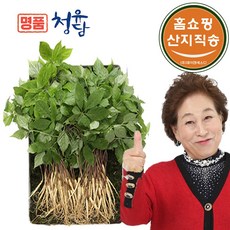 [홈쇼핑 산지직송] 명품 청유담 새싹삼 국내산 산삼 인삼 산양삼, 110뿌리