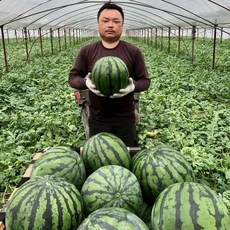 (안전포장) 새벽수확 산지직송 하우스 꿀수박 고당도, 꿀 수박 4kg 이하