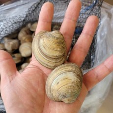 자연산 백생합 10kg, 1개