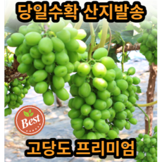 고당도 샤인머스켓 특등급 망고포도 청포도 선물 수출용 가정용 추석선물세트 김천 1kg 2kg 4kg, 2kg(가정용A급)