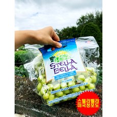청포도 수입포도 미국산포도 스텔라벨라 1kg 3kg 5kg 8kg, 청포도 5봉지(5kg)