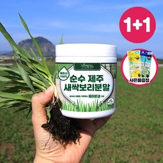 순수 제주 새싹보리 분말 에어분쇄 저온건조 보리어린잎 자연밭담, 1+1개, 170g