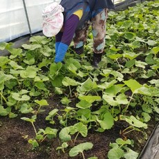 내고향푸드 국내산 머위나물 봄나물 머위순 생머위잎 1kg 2kg, 머위1kg