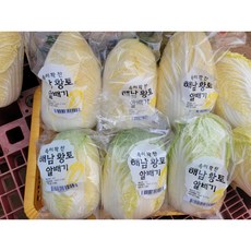베타후레쉬 알배기 쌈배추, 5통, 5개
