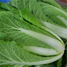 야채삼촌 얼갈이 배추 약 4kg, 얼갈이 4kg, 1개