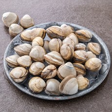 백미리 어민이 직접 잡은 서해안 갯벌 동죽조개, 800g, 1개