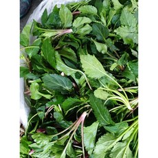 노지 울릉도 생취나물 1kg 참취나물 생 취나물 부지깽이, 울릉도생취나물1kg