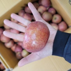 부사 꼬마 사과 못난이 사과 5kg 10kg, 부사 꼬마 사과 5kg (25~35과), 1개