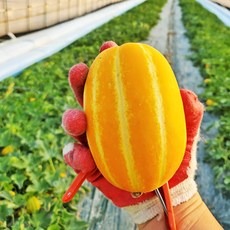 성주 참들농원[농장직송] 성주참외 가정용 못난이 과일 소과 중과 선물용 특정품 택1 1.5kg 2.5kg 5kg 10kg, 01 못난이 혼합