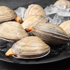 남해안 산지직송 자연산 생물 개조개 (냉장), 500g, 1개