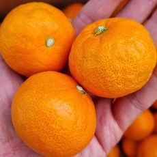 참좋은 제주 산지직송 카라향 감귤 가정용 선물용, 가정용 2kg 중과, 1개