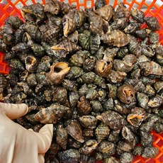 당일조업 국내산 청정 위도섬 해감 자연산 바다 갯고동 맵싸리 고동 대숙 1kg 6시 내고향 출연, 자연산 생물 맵사리 고동 1kg, 1개