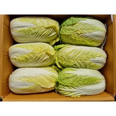 야채삼촌 알배기 쌈배추 2통/6통/12통, 쌈배추12통