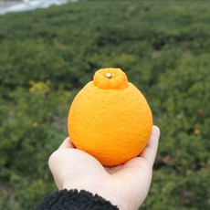 제주 영숙이네 한라봉 못난이한라봉 노지 하우스 가정용 선물세트 3kg 5kg 10kg, 한라봉 5kg 가정용(중과)