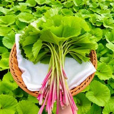 봄나물 연한 첫 수확 쌉싸리 머위 1kg 2kg 잎 줄기 뿌리 산지직송