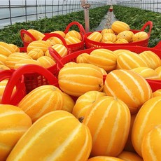성주 참외 미니 꿀참외 고당도 2kg 3kg 5kg 10kg, 6. 친환경농법 가정용5kg 소과(13~30과), 1개