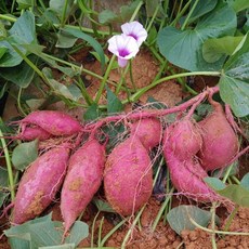 해남 달망 밤고구마, 중상, 10kg
