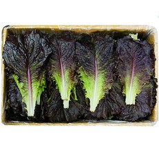 적로메인 상추 박스판매 1.8kg~2kg 가락시장 신선채소, 적로메인 1박스