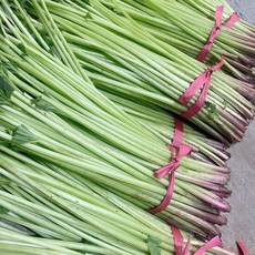 [살랑살랑봄나물] 전라도 자연산 머위대 2kg(상품), 단품