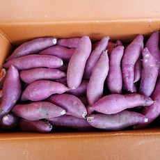 [과애모] 영암 꿀 품은 고구마 5kg/10kg, 5kg, 1개