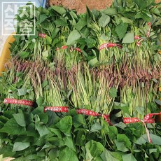 해남 고구마모종 꿀고구마모종 밤고구마모종 지정일배송 5kg 10kg 20kg, 꿀고구마, 05월10일(수)출발 11일(목)도착