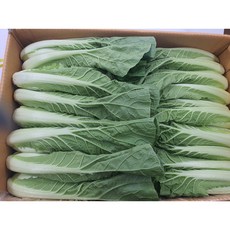 야채왕 싱싱하고 아삭한 얼갈이 4kg 박스