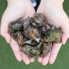 동해안 활 전복소라, 1kg (35-40미)