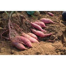 [농부 직판매] 맛있는 당진 호박고구마 밤고구마 10kg 5kg, 한입