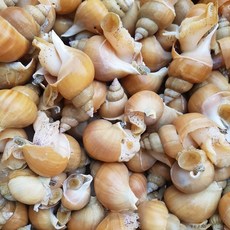활 주문진 산지직송 살아서 받아보는 백골뱅이 소 1 kg 2 kg(1kg-45미내외), 1개, 1kg