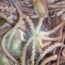 남도사랑 산지직송 고흥 제철 활 산낙지 (중/대사이즈 해수/산소포장), 낙지(중사이즈) 5미